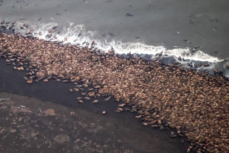 Illustration for article titled Massive Congregation Of 35,000 Walruses Linked To Climate Change